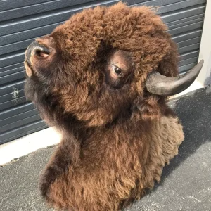 Bison shoulder mount