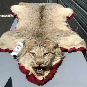 Bobcat rug