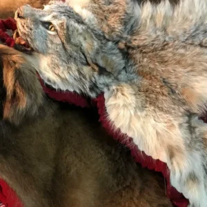 Bobcat rug
