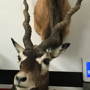 Black Buck shoulder mount