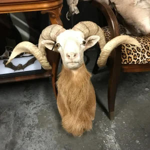 Taxidermy blond DALL sheep