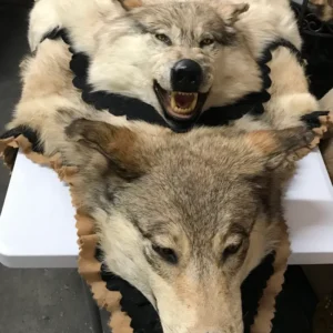 Taxidermy wolf rugs