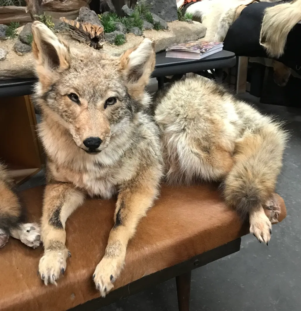 Taxidermy coyote