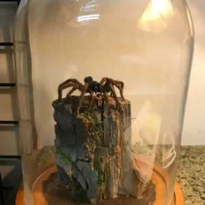 Taxidermy Tarantula