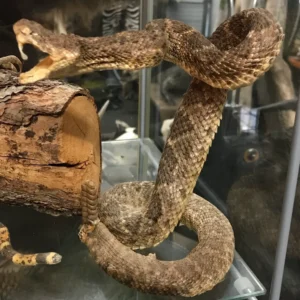 Taxidermy Rattlesnake