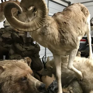 Taxidermy Marco Polo Sheep