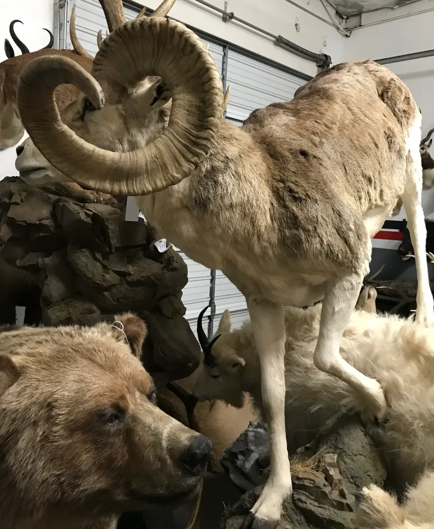 Taxidermy Marco Polo Sheep