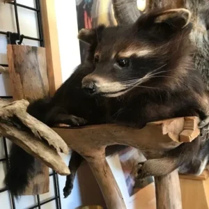TAXIDERMY Black Raccoon