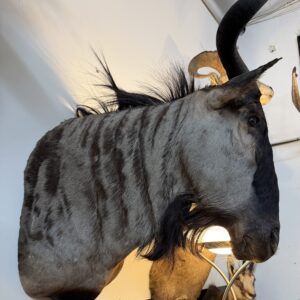 WILDEBEEST SHOULDER MOUNT