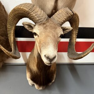 Taxidermy Corsican Ram