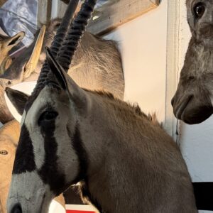 Taxidermy Ibex Shoulder Mount