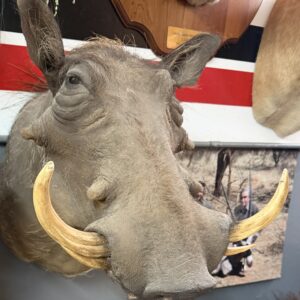 Taxidermy Wart Hog Shoulder Mount