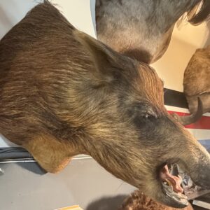 Taxidermy Russian Wild Boar