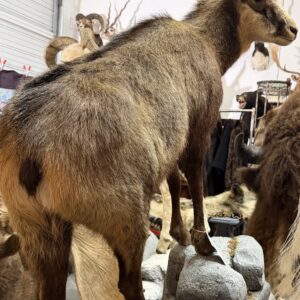 TAXIDERMY CHAMOIS ON PEDESTAL MOUNT