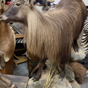 TAXIDERMY HIMALAYAN FULL SIZE TAHR