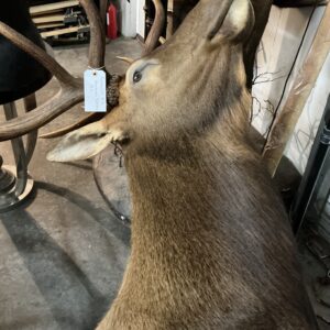 Taxidermy Roosevelt Elk
