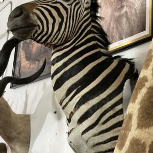 Zebra shoulder mount