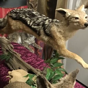 TAXIDERMY BLACK BACKED JACKAL