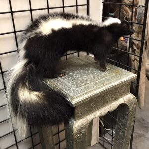 TAXIDERMY SKUNK