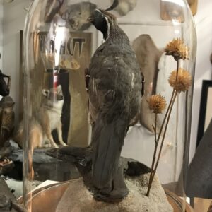 RACCOON WITH VINTAGE DAVY CROCKETT HAT AND BOOK