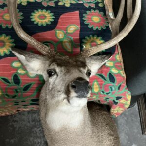 TAXIDERNY MULE DEER SHOULDER MOUNT