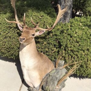 TAXIDERMY FALLOW DEER SHOULDER MOUNT