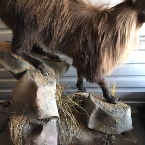 TAXIDERMY TAHR