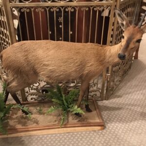 TAXIDERMY DIK DIK FULL SIZE