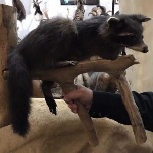 BLACK RACCOON WALL MOUNT