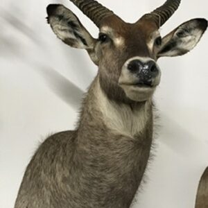 WATERBUCK SHOULDER MOUNT