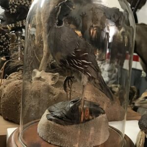 TAXIDERMY QUAIL
