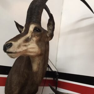 TAXIDERMY SABLE SHOULDER MOUNT
