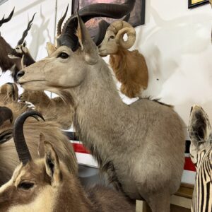 TAXIDERMY KUDU HALF MOUNT