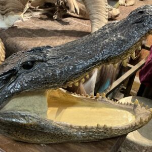 TAXIDERMY ALLIGATOR HEAD