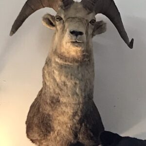 TAXIDERMY STONE SHEEP SHOULDER MOUNT