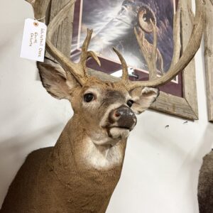 TAXIDERMY WHITE TAIL DEER SHOULDER MOUNT