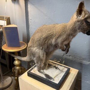 TAXIDERMY WALLABY