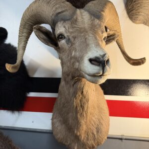 TAXIDERMY BIG HORN SHEEP SHOULDER MOUNT
