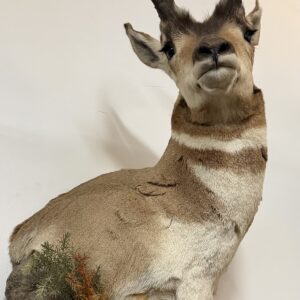 TAXIDERMY PRONG HORN SHOULDER MOUNT