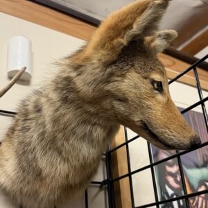 TAXIDERMY COYOTE WALL MOUNT
