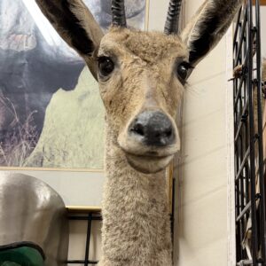 VAAL TAXIDERMY RHEBOK