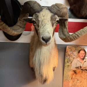TAXIDERMY CORSICAN RAM SHOULDER MOUNT