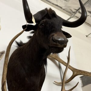 TAXIDERMY BLACK WILDEBEEST SHOULDER MOUNT