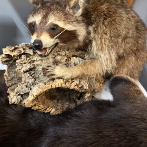TAXIDERMY RACCOON ON BARK BRANCH