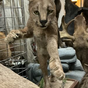 TAXIDERMY CARACAL CAT LEAPING