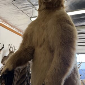 TAXIDERMY MASSIVE KODIAK BEAR