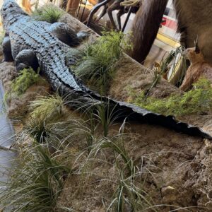 TAXIDERMY 15 1/2 FOOT CROCODILE