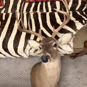 TAXIDERMY WHITE TAIL DEER SHOULDER MOUNT