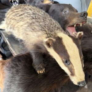 TAXIDERMY EUROPEAN BADGER