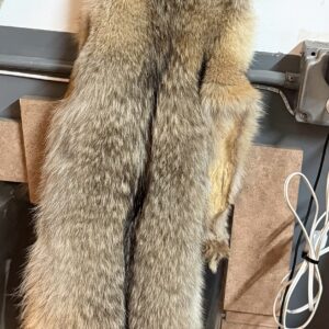 TAXIDERMY LARGE COYOTE PELT WITH HEAD